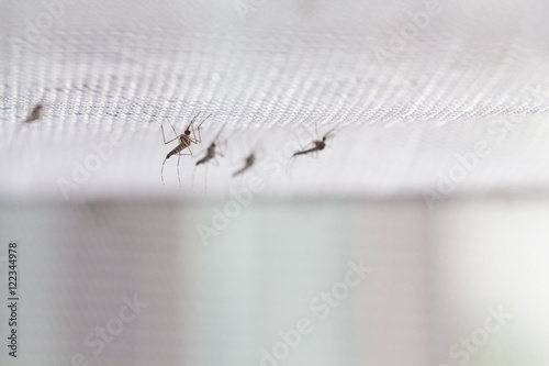 Aedes aegypti Mosquito. Close up a Mosquito want human blood,Mosquito Vector-borne diseases,Chikungunya.Dengue fever.Rift Valley fever.Yellow fever.Zika virus.Mosquito on white net photo