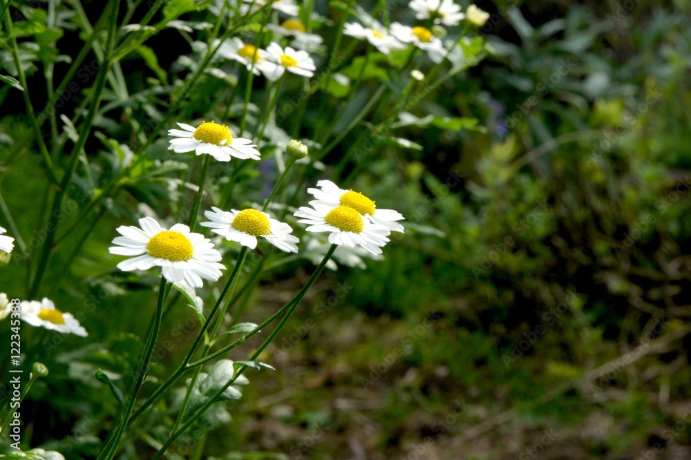 Mutterkraut, Tanacetum parthenium, Heilpflanze