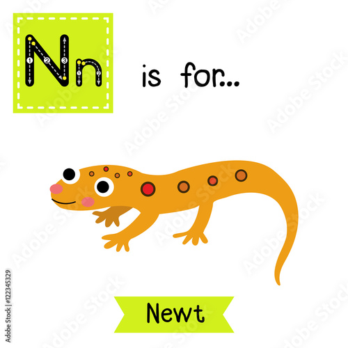 N letter tracing. Eastern Red-spotted New. Cute children zoo alphabet flash card. Funny cartoon animal. Kids abc education. Learning English vocabulary. Vector illustration.