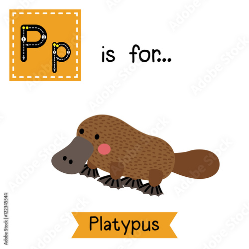 P letter tracing. Platypus. Cute children zoo alphabet flash card. Funny cartoon animal. Kids abc education. Learning English vocabulary. Vector illustration.