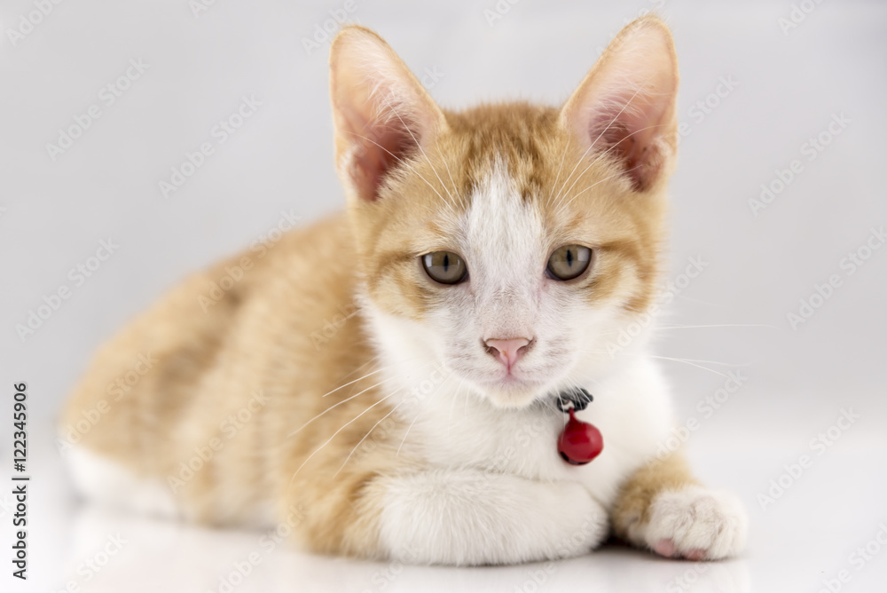 Kitty Kitty