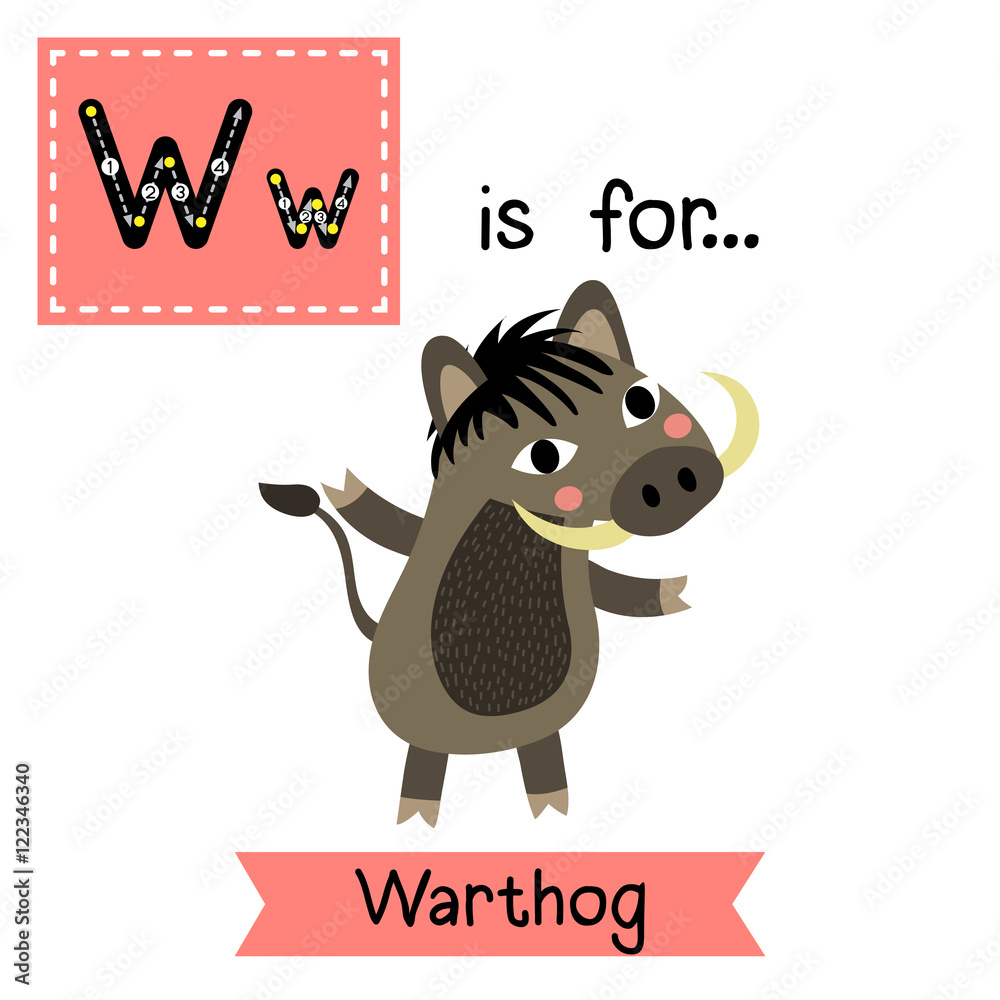 W letter tracing. Warthog. Cute children zoo alphabet flash card. Funny  cartoon animal. Kids abc education. Learning English vocabulary. Vector  illustration. Stock Vector | Adobe Stock