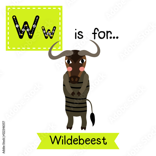 W letter tracing. Blue Wildebeest standing on two legs. Cute children zoo alphabet flash card. Funny cartoon animal. Kids abc education. Learning English vocabulary. Vector illustration. photo