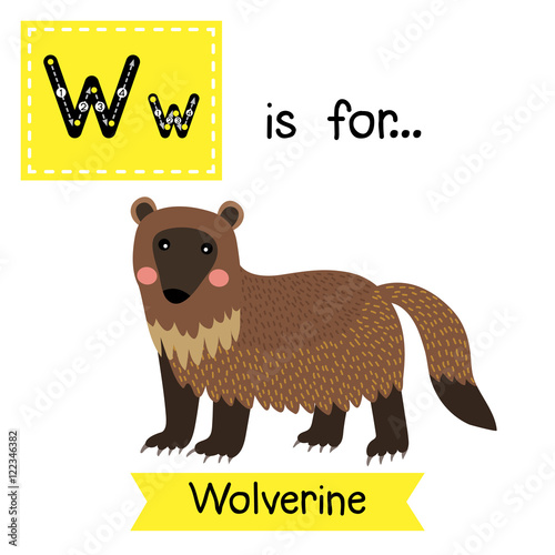 W letter tracing. Wolverine. Cute children zoo alphabet flash card. Funny cartoon animal. Kids abc education. Learning English vocabulary. Vector illustration.