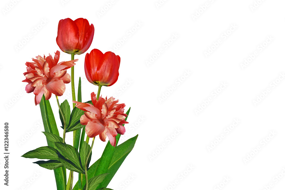 spring flowers tulips isolated on white background. spring flowers tulips isolated on white background.