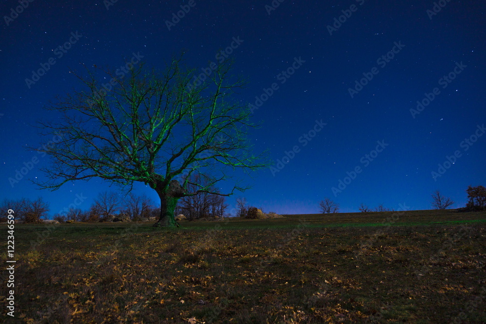 Green tree on a bright night. Green tree on a bright night.