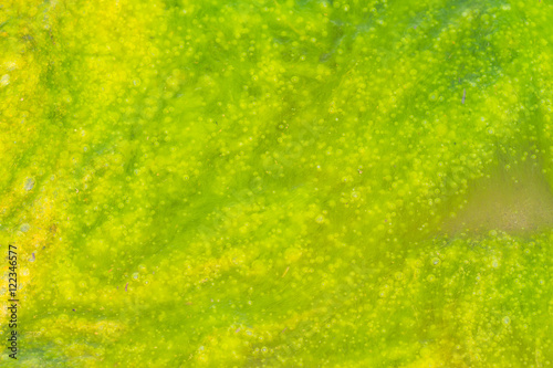 Green slime from algae in lake