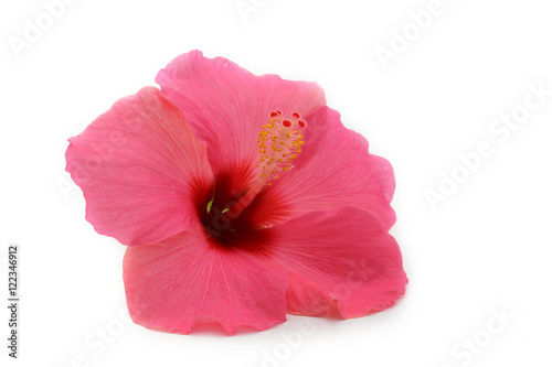 fleur d'hibiscus