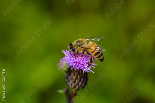 Eine Biene auf Wollköpfiger Kratzdistel © nounours1