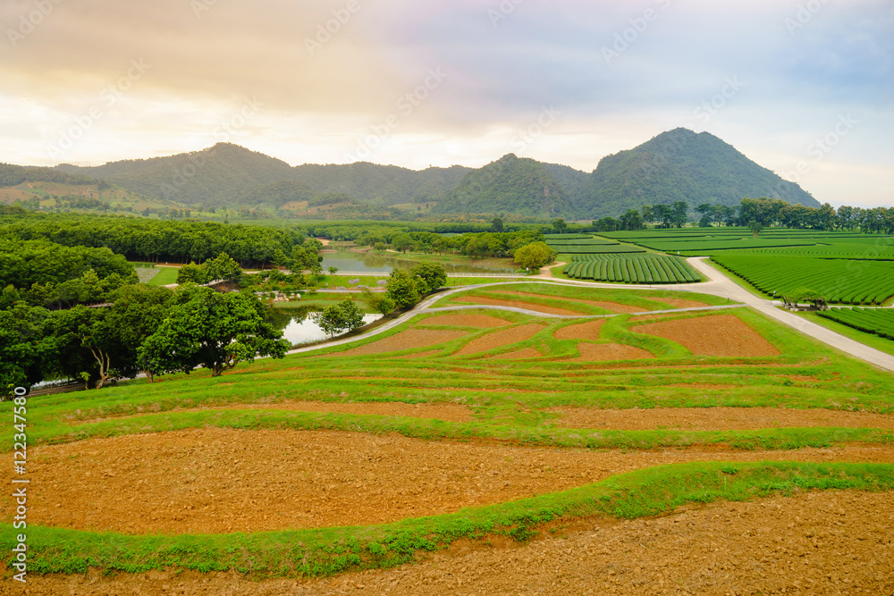 Fototapeta premium Tea Plantation in Chiang Rai province