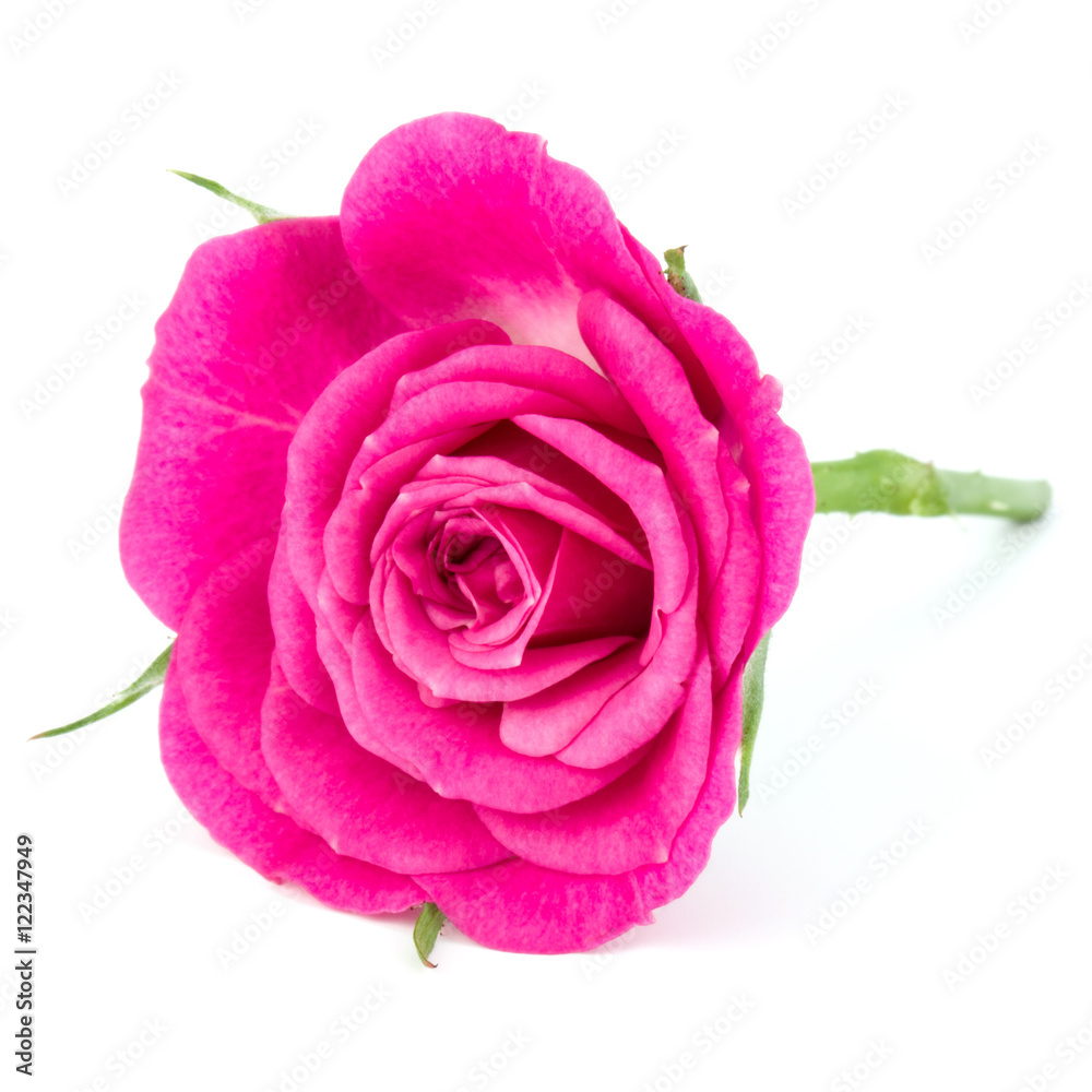 pink rose flower head isolated on white background cutout pink rose flower head isolated on white background cutout