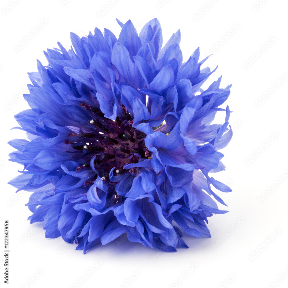 Blue Cornflower Herb or bachelor button flower head isolated on Blue Cornflower Herb or bachelor button flower head isolated on