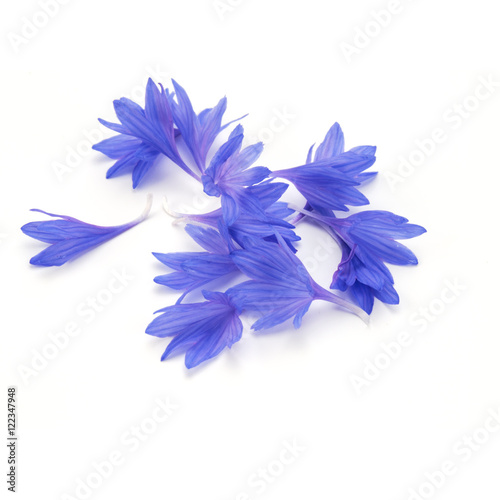 Blue Cornflower Herb or bachelor button flower petals isolated o