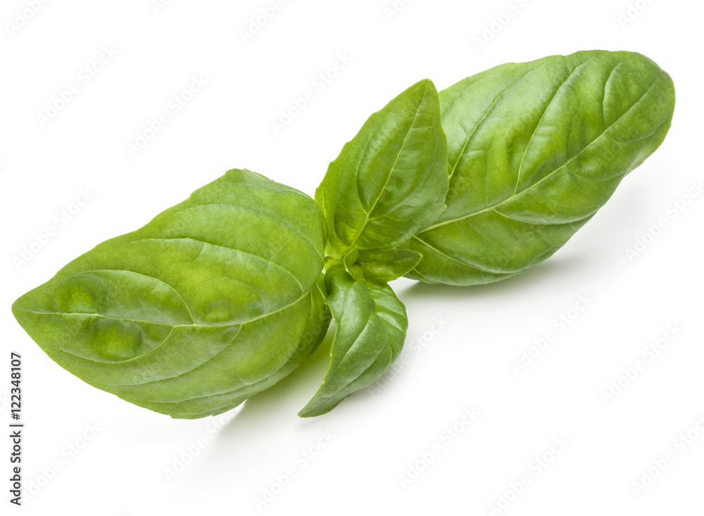 Sweet basil herb leaves isolated on white background closeup Sweet basil herb leaves isolated on white background closeup