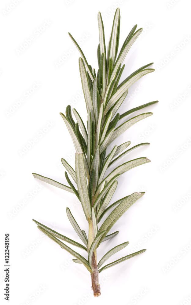 rosemary herb spice leaves isolated on white background cutout