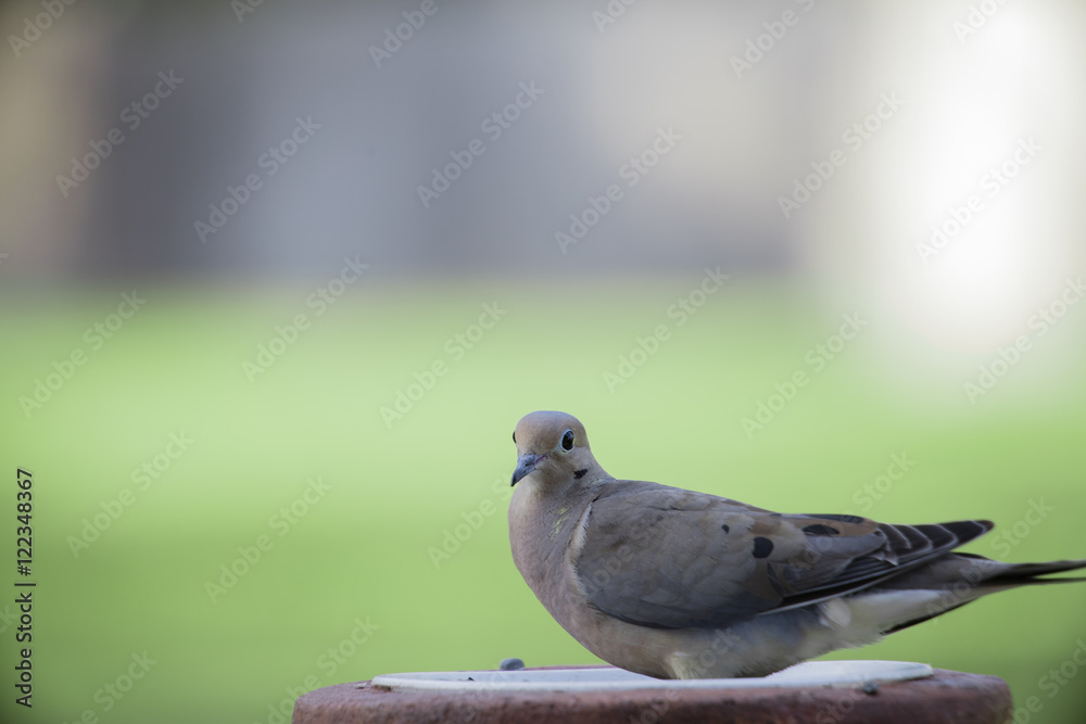 Fototapeta premium Mourning Dove