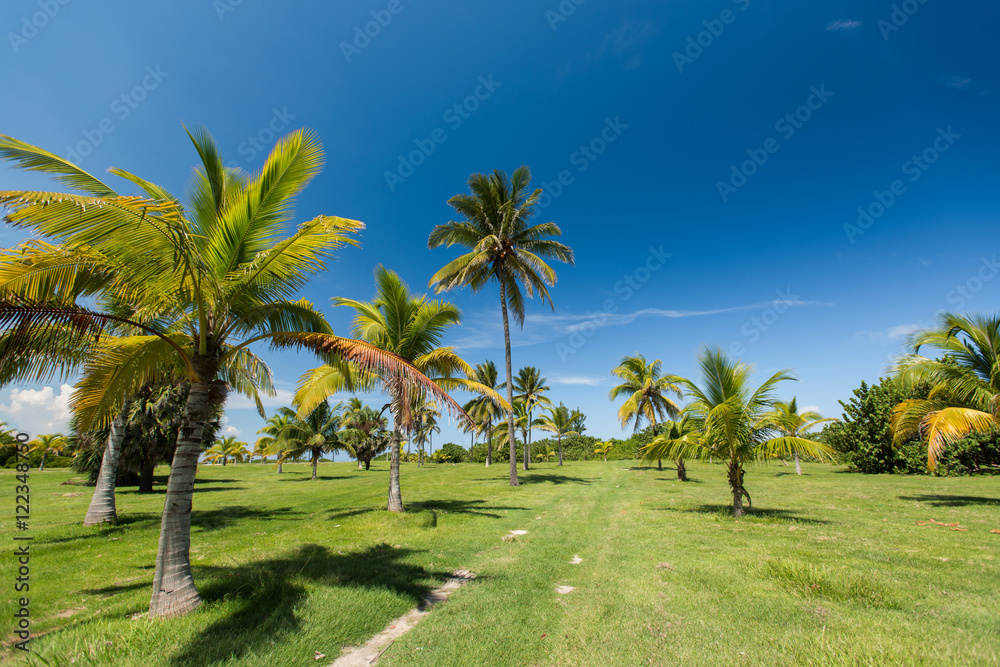 Hot summer sunny day in Cuba. The park with the tropical palm trees growing on a green grass area near a walking path. Clear blue serene sky under caribbean island