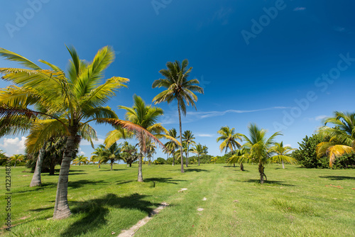 Hot summer sunny day in Cuba. The park with the tropical palm trees growing on a green grass area near a walking path. Clear blue serene sky under caribbean island