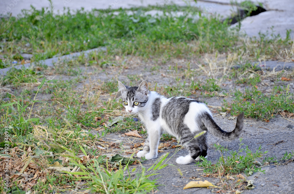 Fototapeta premium красивый и милый кот смотрит в даль