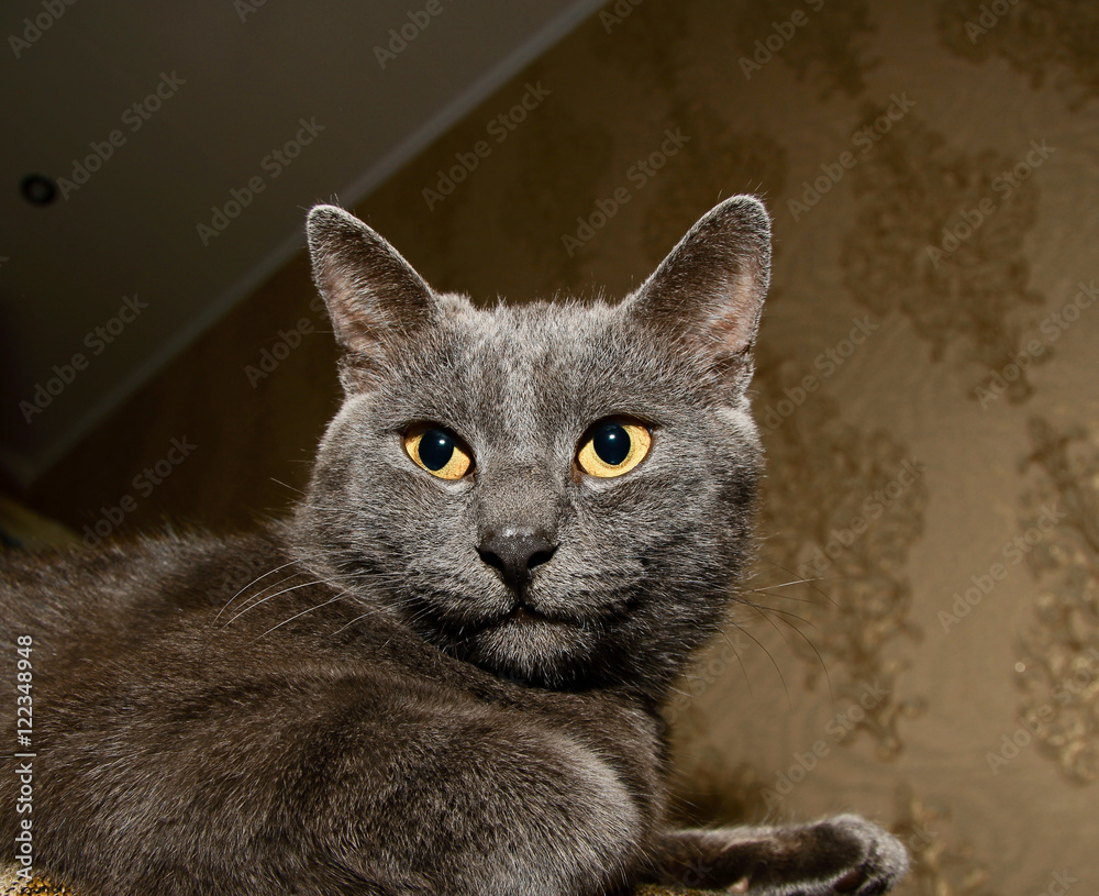 красивый и милый кот смотрит в даль Stock Photo | Adobe Stock