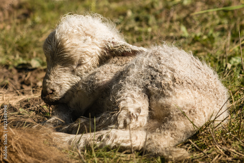 Obraz premium closeup of sleeping newborn lamb