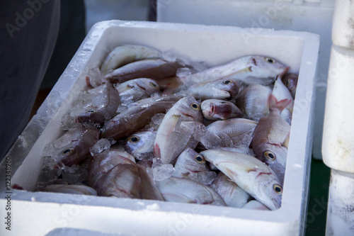 Fresh fish and shellfish in Cambrils Harbor, Tarragona, Spain. photo