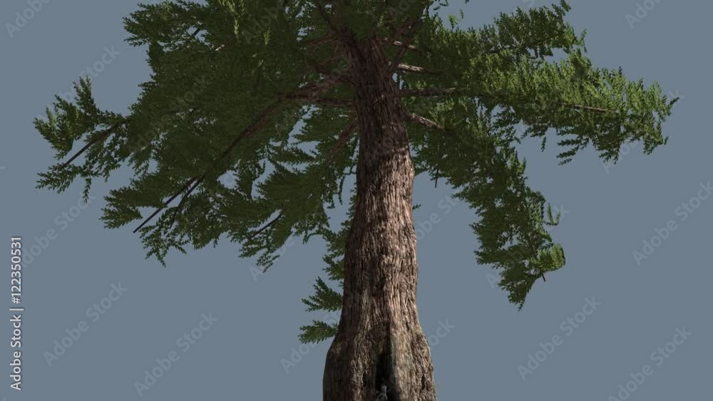 Western Red Cedar Fluttering Leaves Coniferous Evergreen Thin Tree is ...