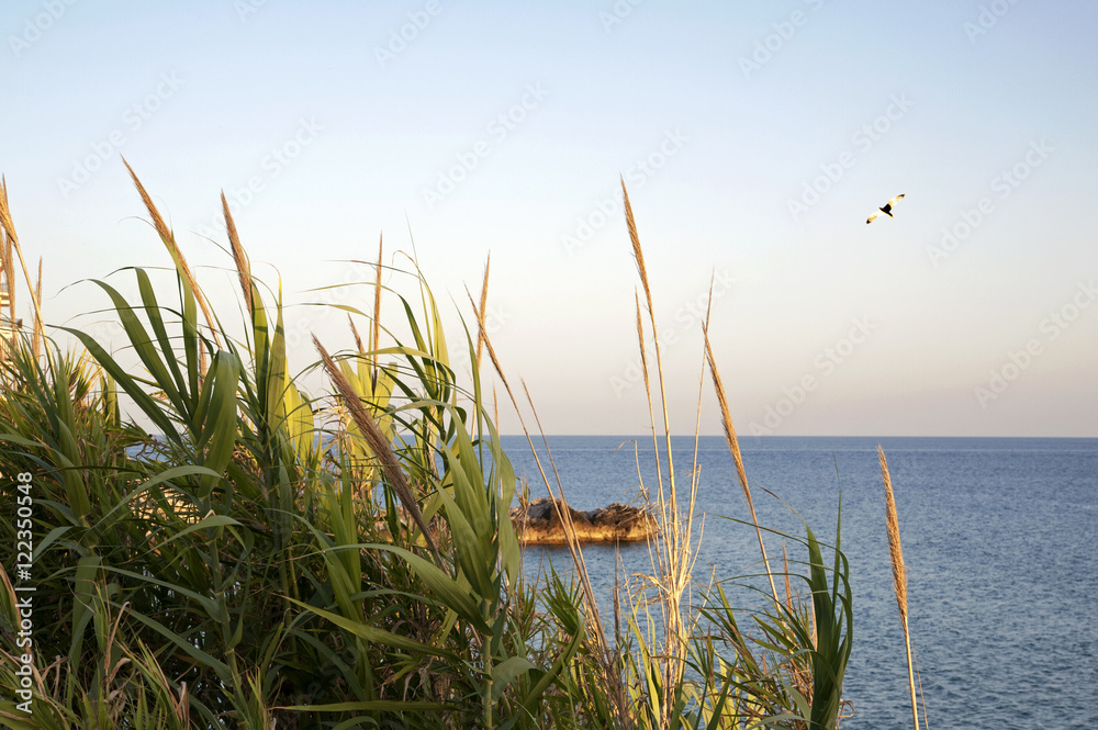 Fototapeta premium Gull flying along the coast