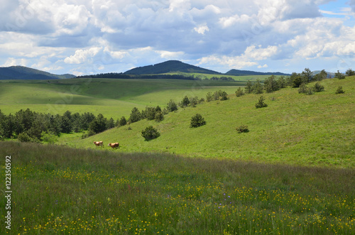 Pasture on Zlatibor Mountain in Serbia with two cows grazing and with hills are in background