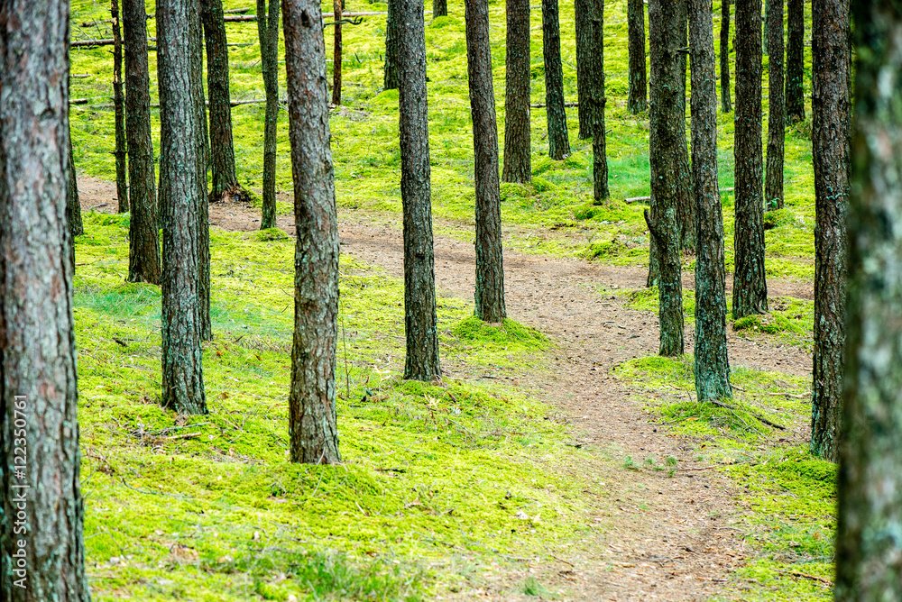 Misty morning in the woods. forest with tree trunks Misty morning in the woods. forest with tree trunks