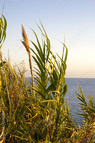 Inflorescence of Arundo photo