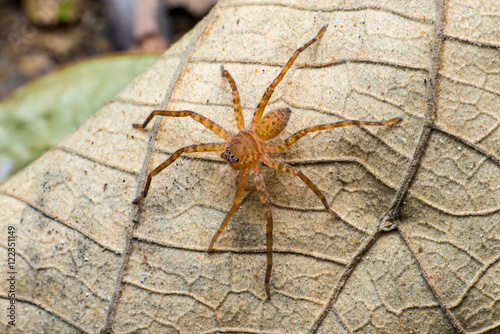 A Huntsman Spider of the family Sparassidae on a leaf