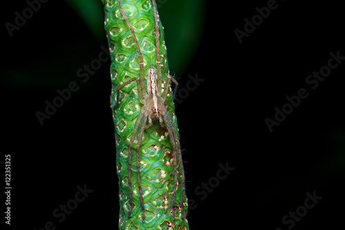  Nursery Web Spider (Pisaura mirabilis) on a stem