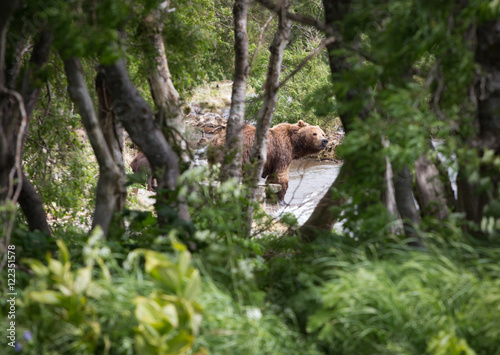 Bear behind the trees © Dan