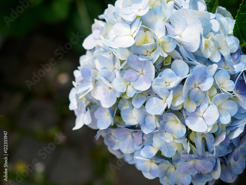 hydrangea flowers tender romantic floral background