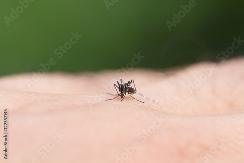 Aedes aegypti Mosquito. Close up a Mosquito sucking human blood, © frank29052515
