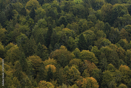 Solid autumn forest on a mountain slope background