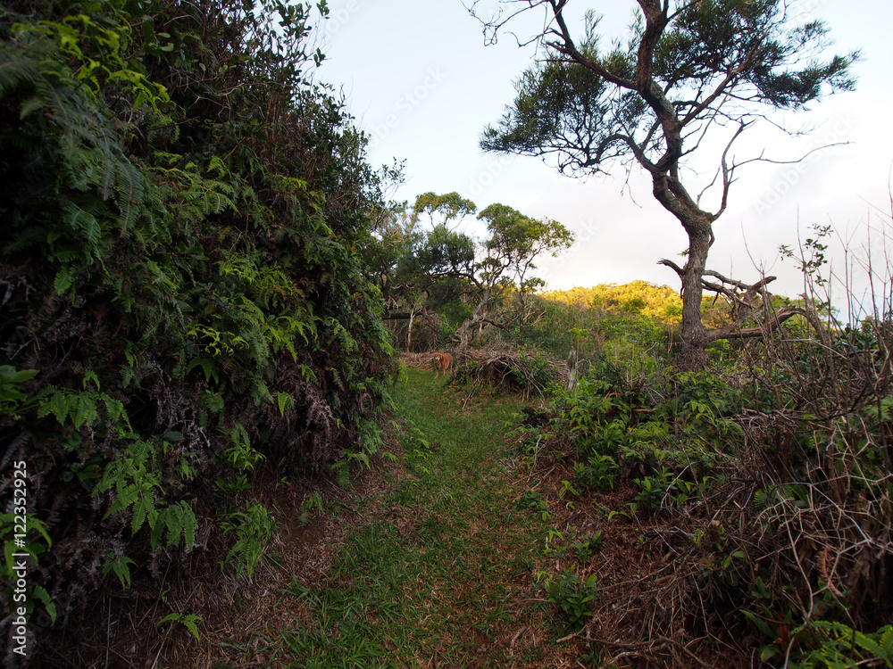 Golden Retriever Dog stands in the distance on Cliff side path Golden Retriever Dog stands in the distance on Cliff side path