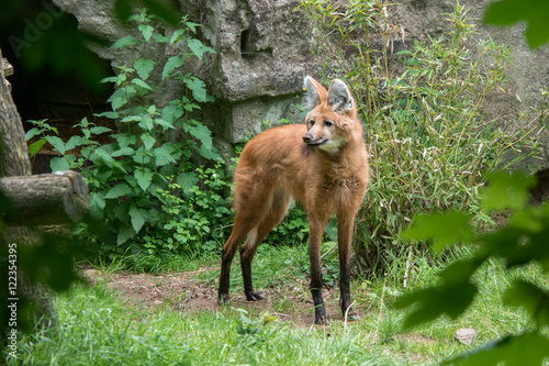 Loup à crinière © zigee