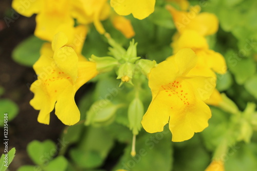 Fototapeta Naklejka Na Ścianę i Meble -  Red spotted yellow 