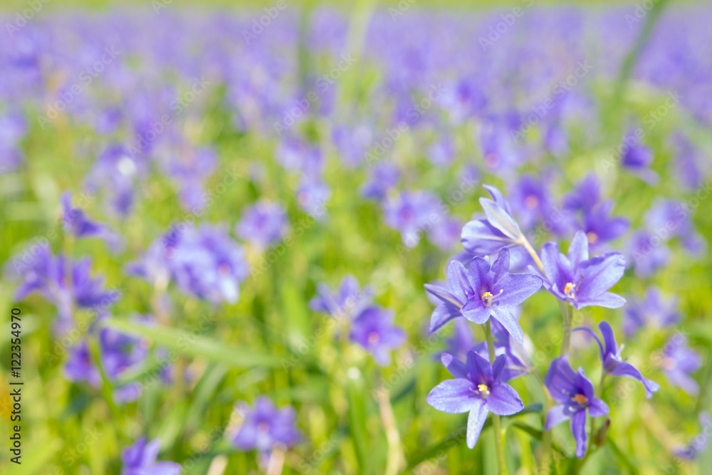 Monochoria vaginalis purple flowers blooming in swamp selective Monochoria vaginalis purple flowers blooming in swamp selective
