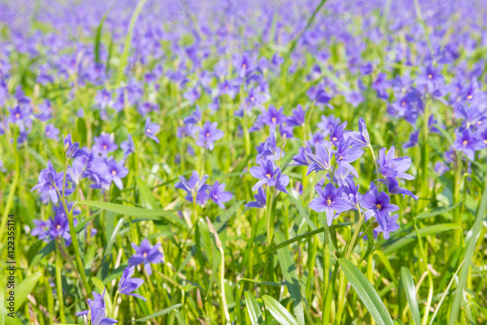 Monochoria vaginalis purple flowers blooming in swamp selective Monochoria vaginalis purple flowers blooming in swamp selective