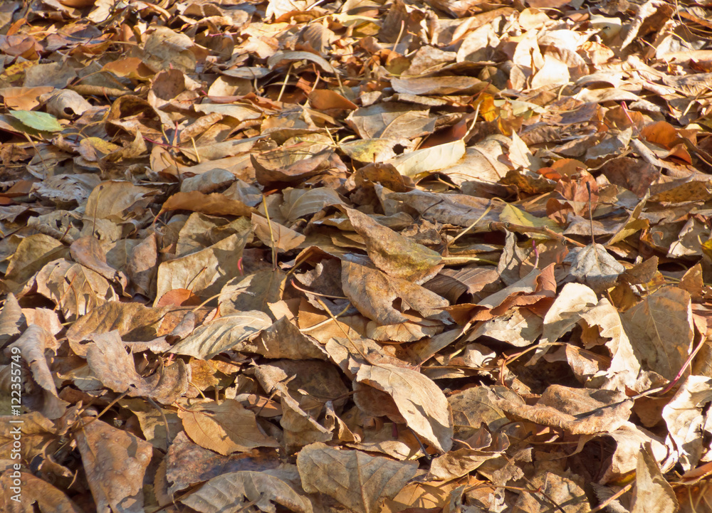 Autumn leaves background. Lot of dry fallen foliage. Brown poplar and birch leafage. Selected focus on central part of image. Autumn leaves background. Lot of dry fallen foliage. Brown poplar and birch leafage. Selected focus on central part of image.