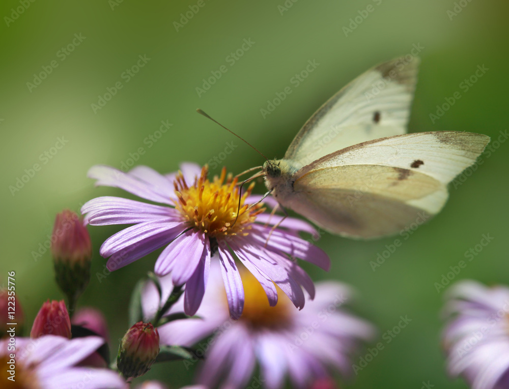 white butterfly sitting on flower white butterfly sitting on flower