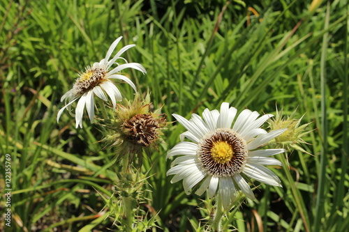 White-yellow 