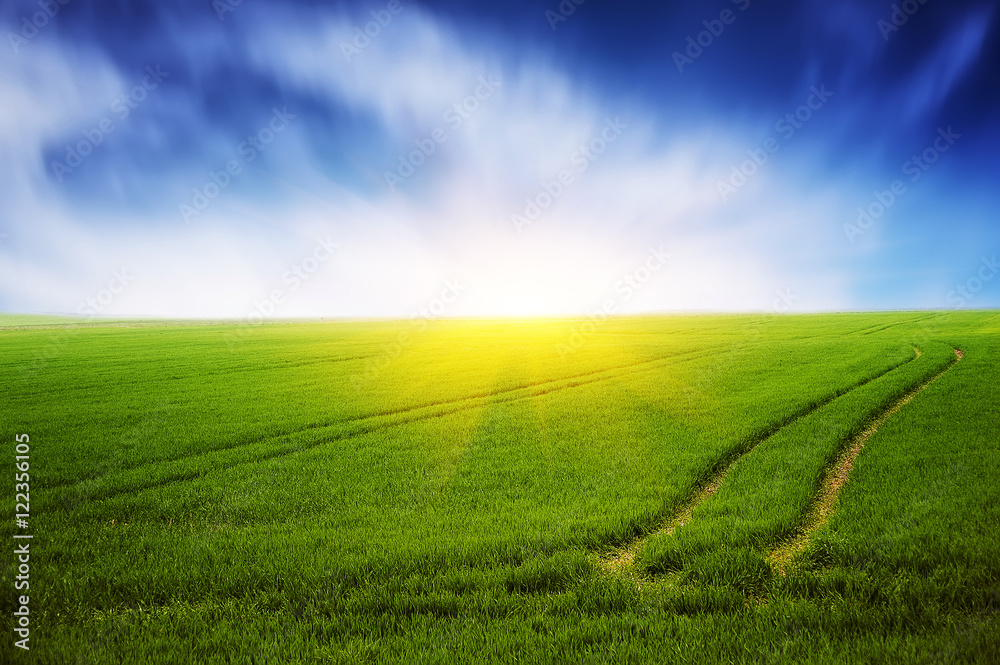 field of green grass and clean blue sky. natural summer background
