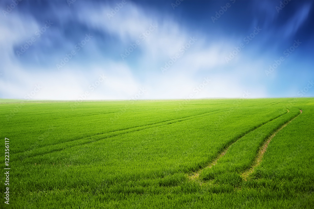field of green grass and clean blue sky. natural summer background