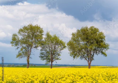 green trees in floral yellow field and blue cloudy sky. summer (spring, autumn) background