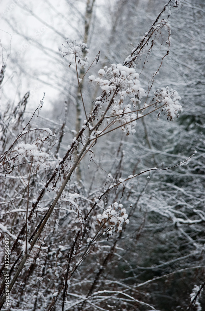 Frozen grass in sunshine