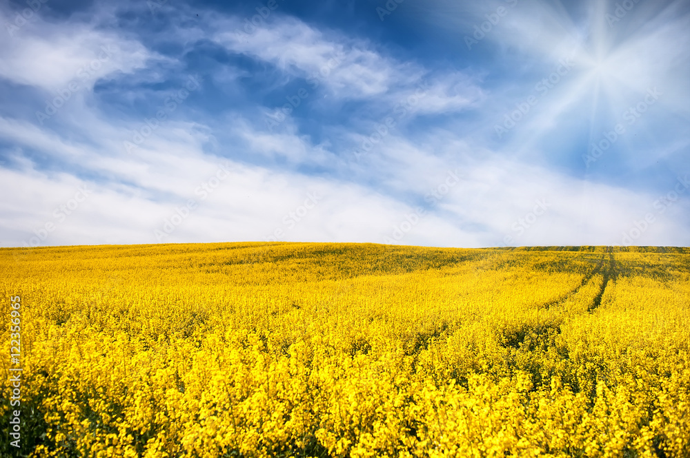flowers of oil in rapeseed field with blue sky and clouds. summer (spring, autumn) background